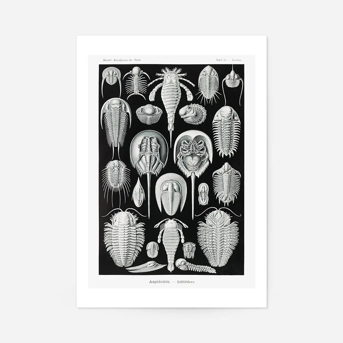 Aspidonia Crabs Vintage Black And White Antique Print
