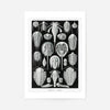 Aspidonia Crabs Vintage Black And White Antique Print