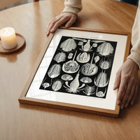 Aspidonia Crabs Vintage Black And White Antique Print