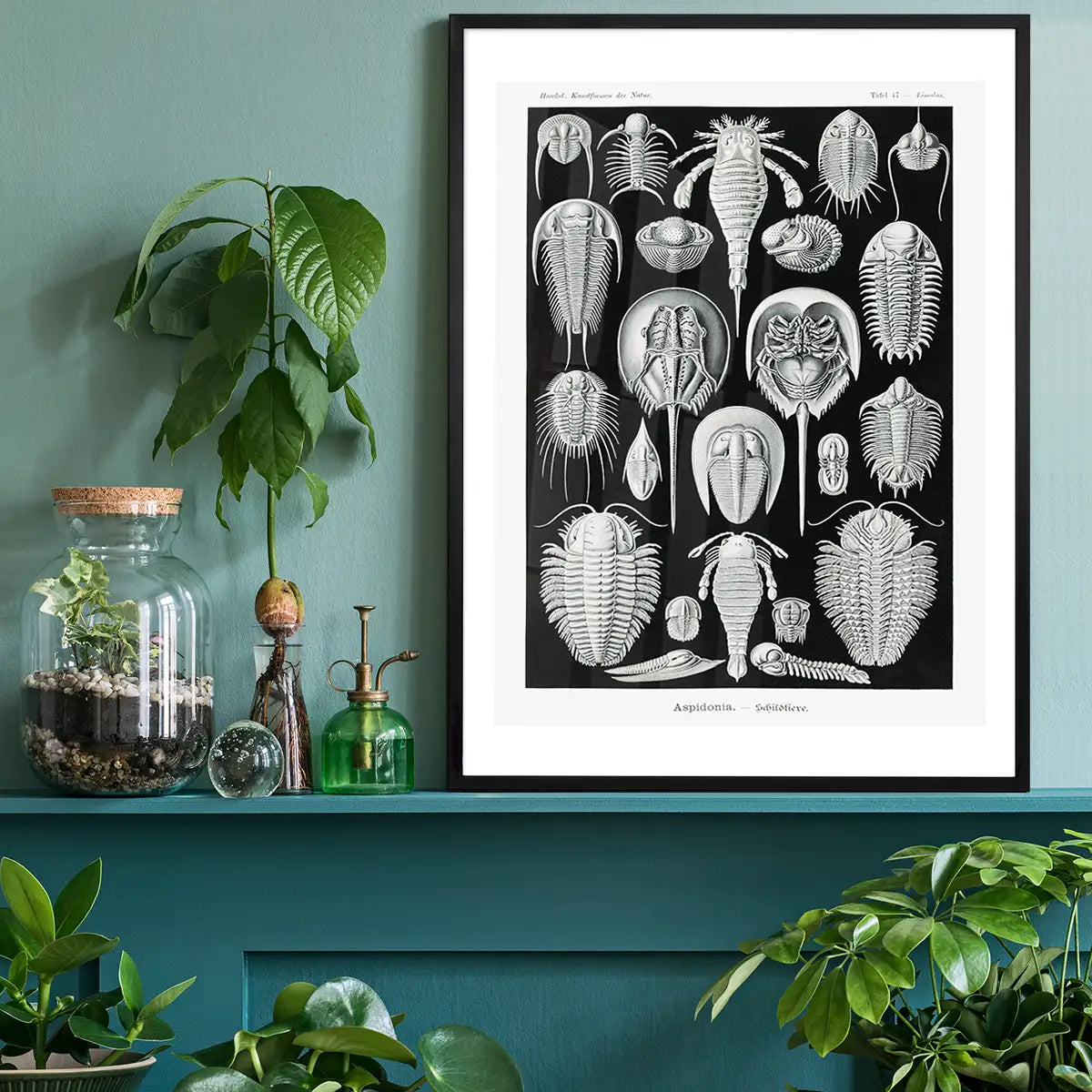Aspidonia Crabs Vintage Black And White Antique Print