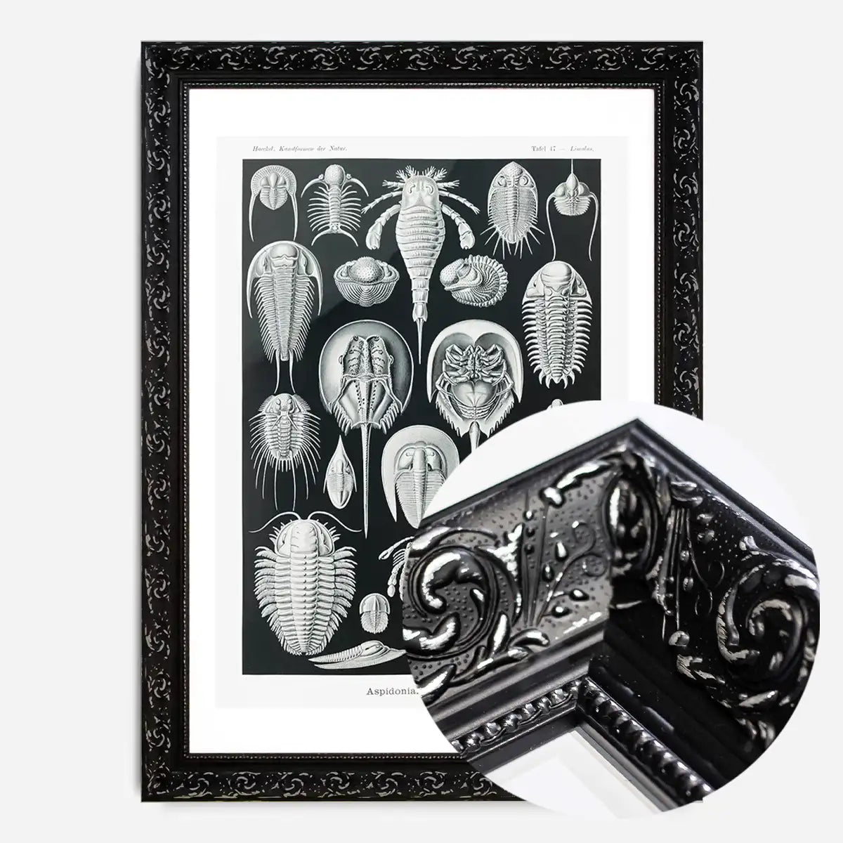 Aspidonia Crabs Vintage Black And White Antique Print