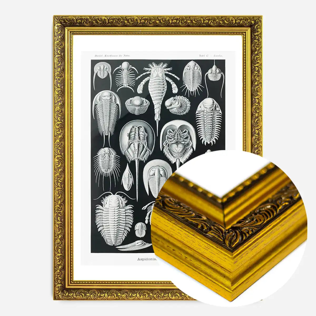 Aspidonia Crabs Vintage Black And White Antique Print