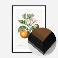 Bitter Orange Vintage Antique Print