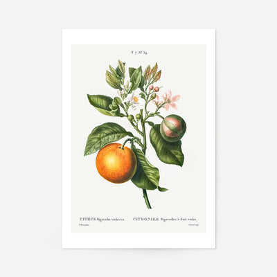 Bitter Orange Vintage Antique Print