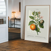 Bitter Orange Vintage Antique Print