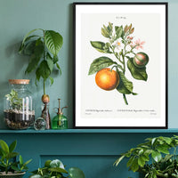 Bitter Orange Vintage Antique Print