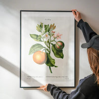 Bitter Orange Vintage Antique Print