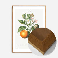Bitter Orange Vintage Antique Print