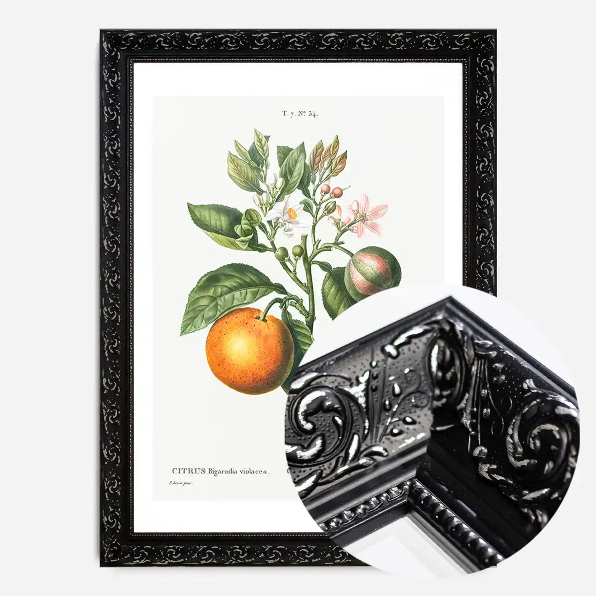 Bitter Orange Vintage Antique Print