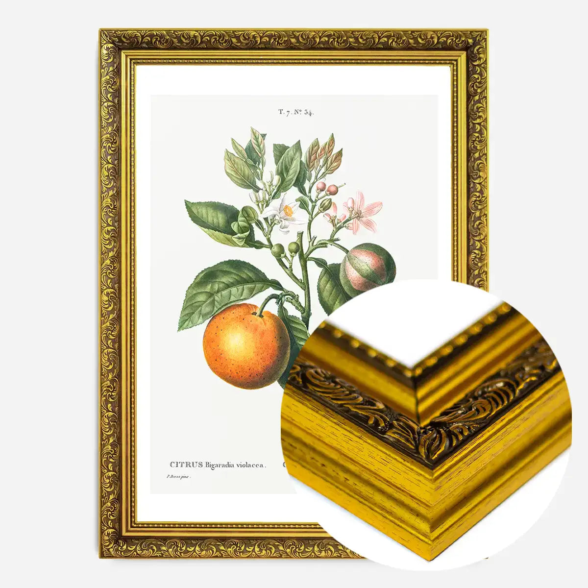 Bitter Orange Vintage Antique Print