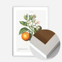 Bitter Orange Vintage Antique Print