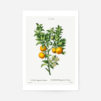 Bitter Orange Branch Vintage Antique Print