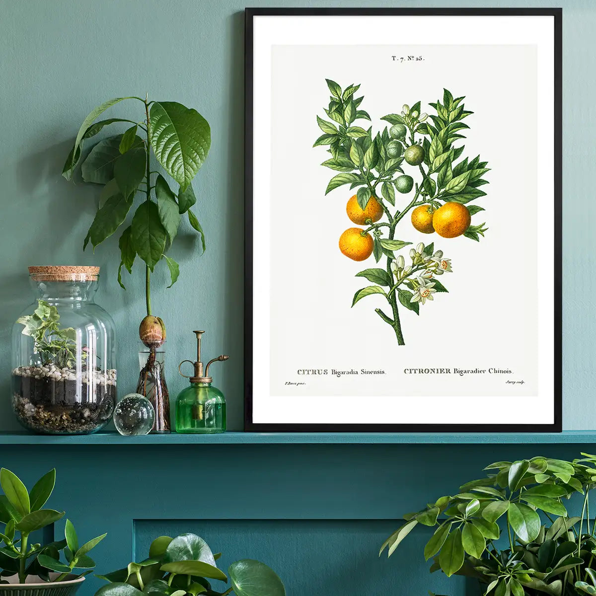 Bitter Orange Branch Vintage Antique Print
