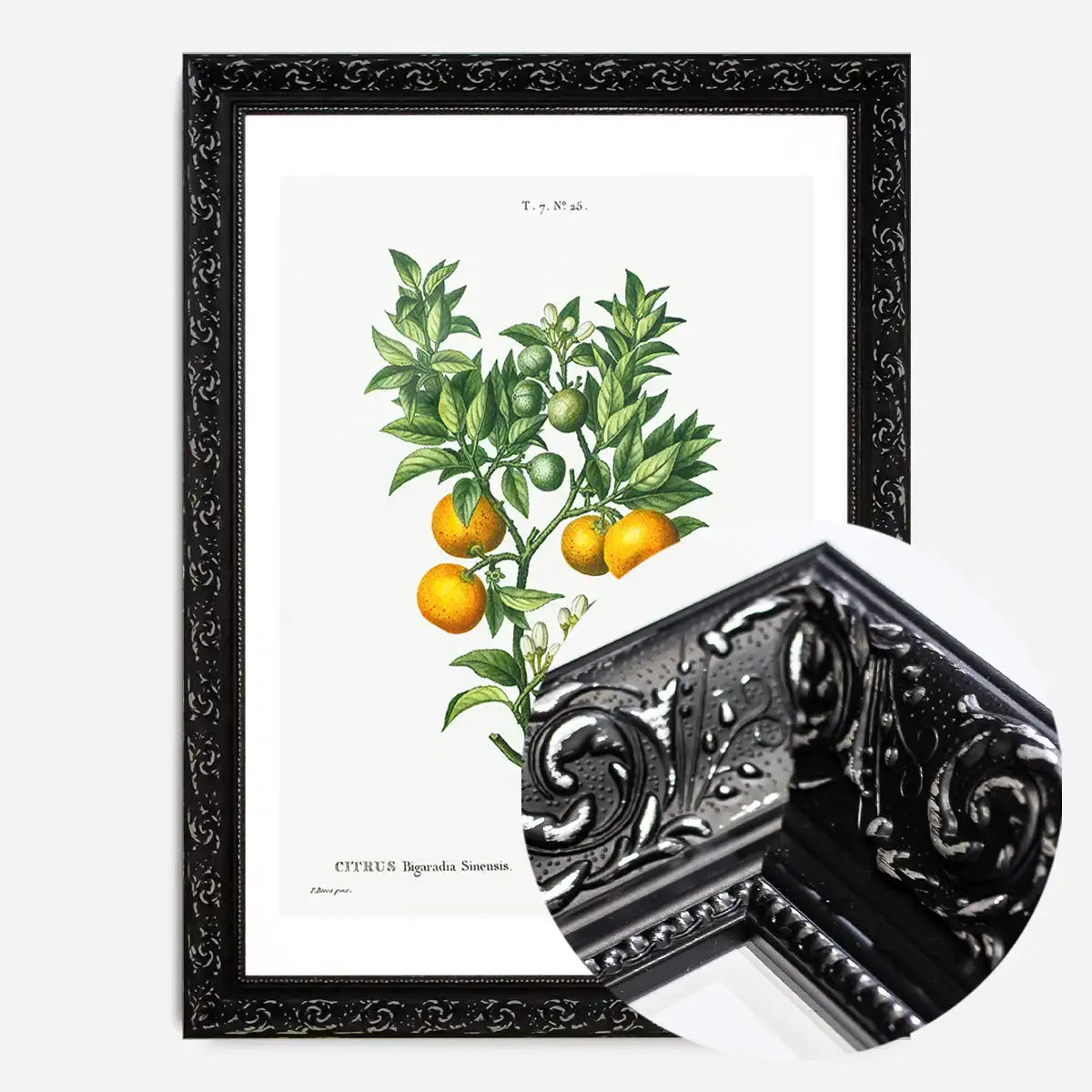 Bitter Orange Branch Vintage Antique Print