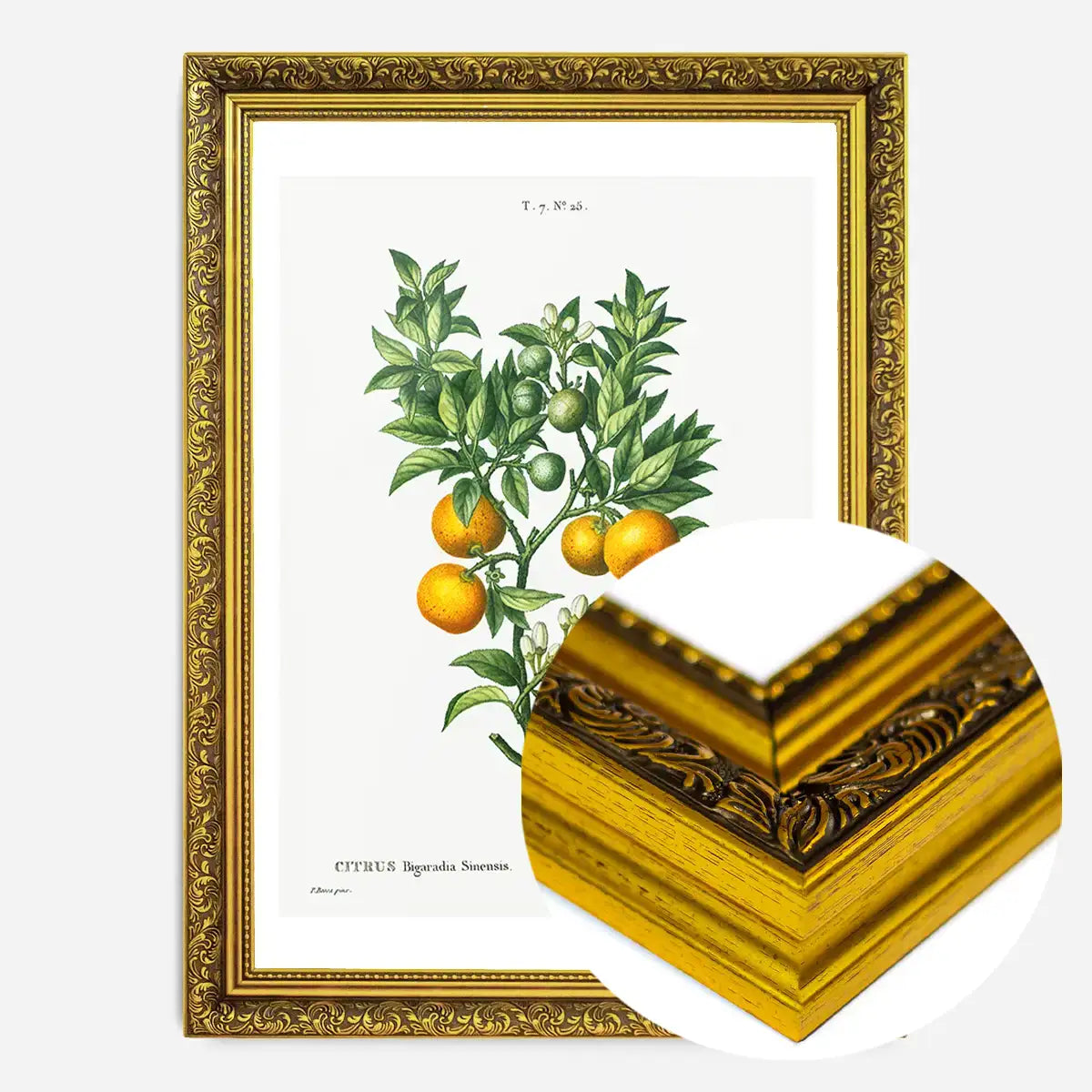 Bitter Orange Branch Vintage Antique Print