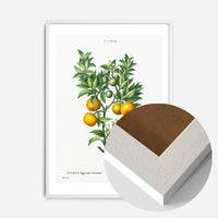 Bitter Orange Branch Vintage Antique Print