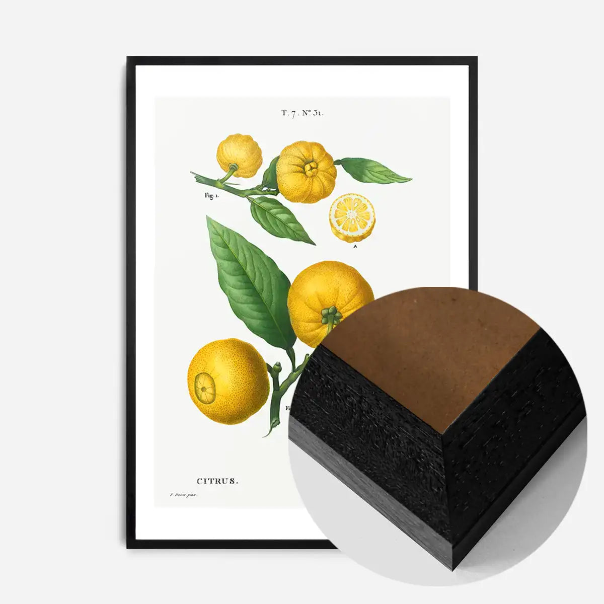 Citrus Lemon Vintage Antique Print