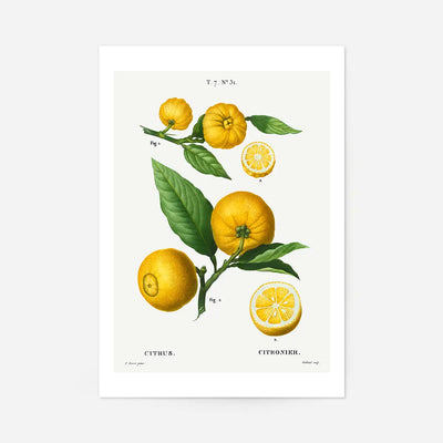 Citrus Lemon Vintage Antique Print