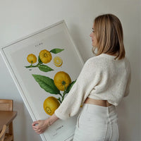Citrus Lemon Vintage Antique Print