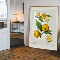 Citrus Lemon Vintage Antique Print