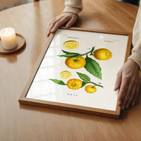 Citrus Lemon Vintage Antique Print