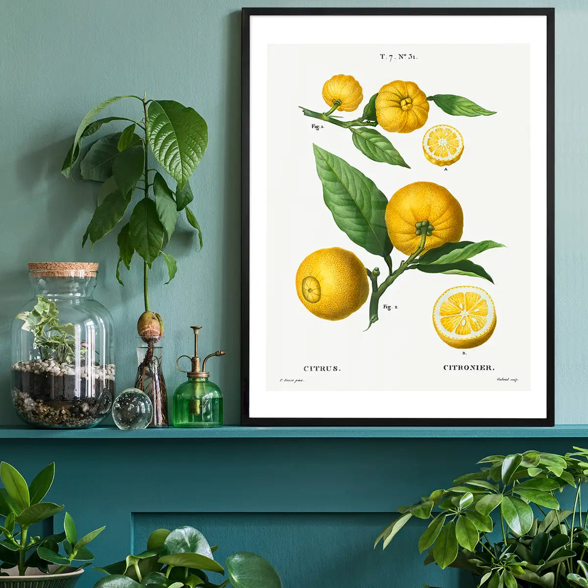 Citrus Lemon Vintage Antique Print