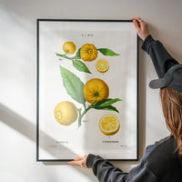 Citrus Lemon Vintage Antique Print