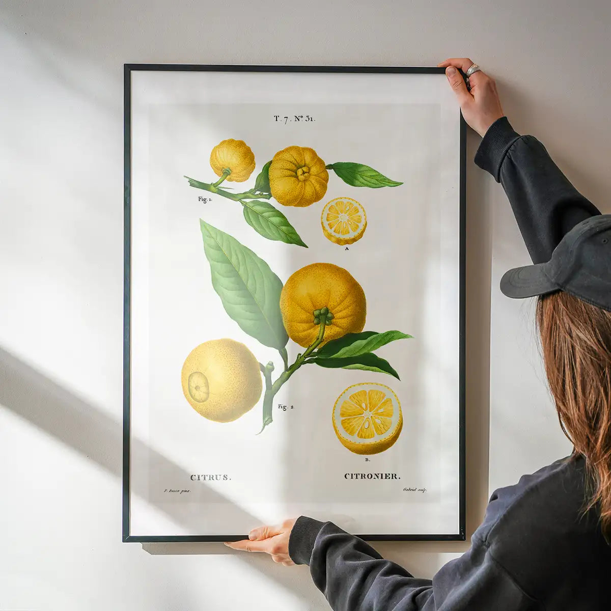 Citrus Lemon Vintage Antique Print