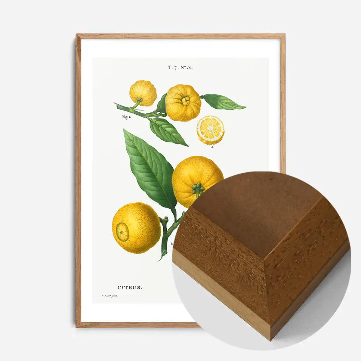 Citrus Lemon Vintage Antique Print