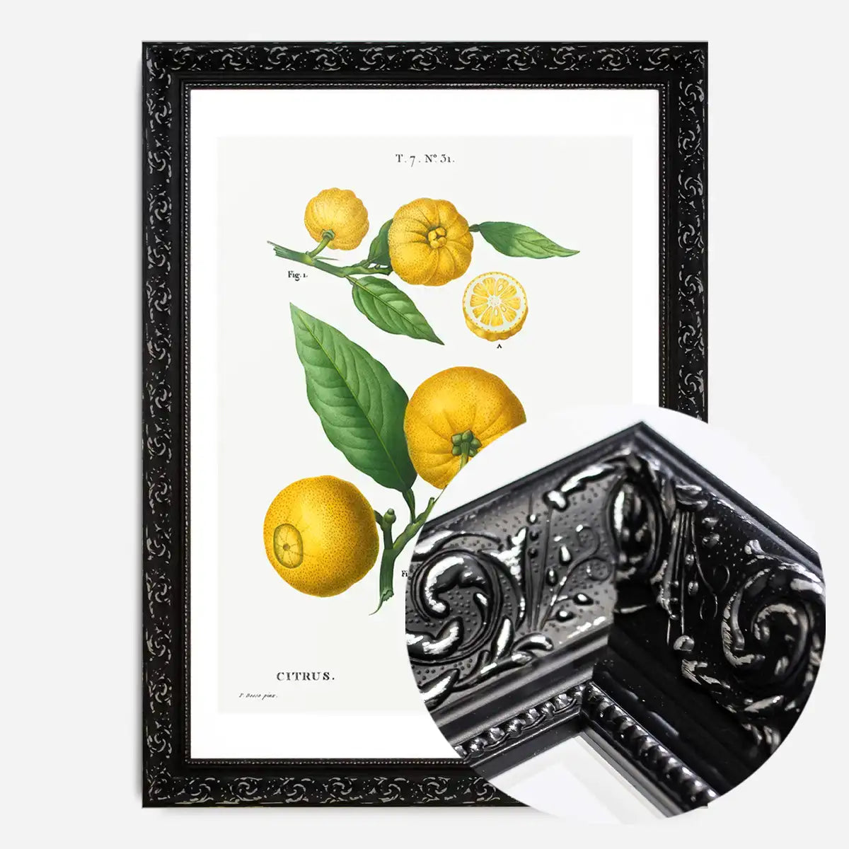 Citrus Lemon Vintage Antique Print