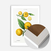Citrus Lemon Vintage Antique Print