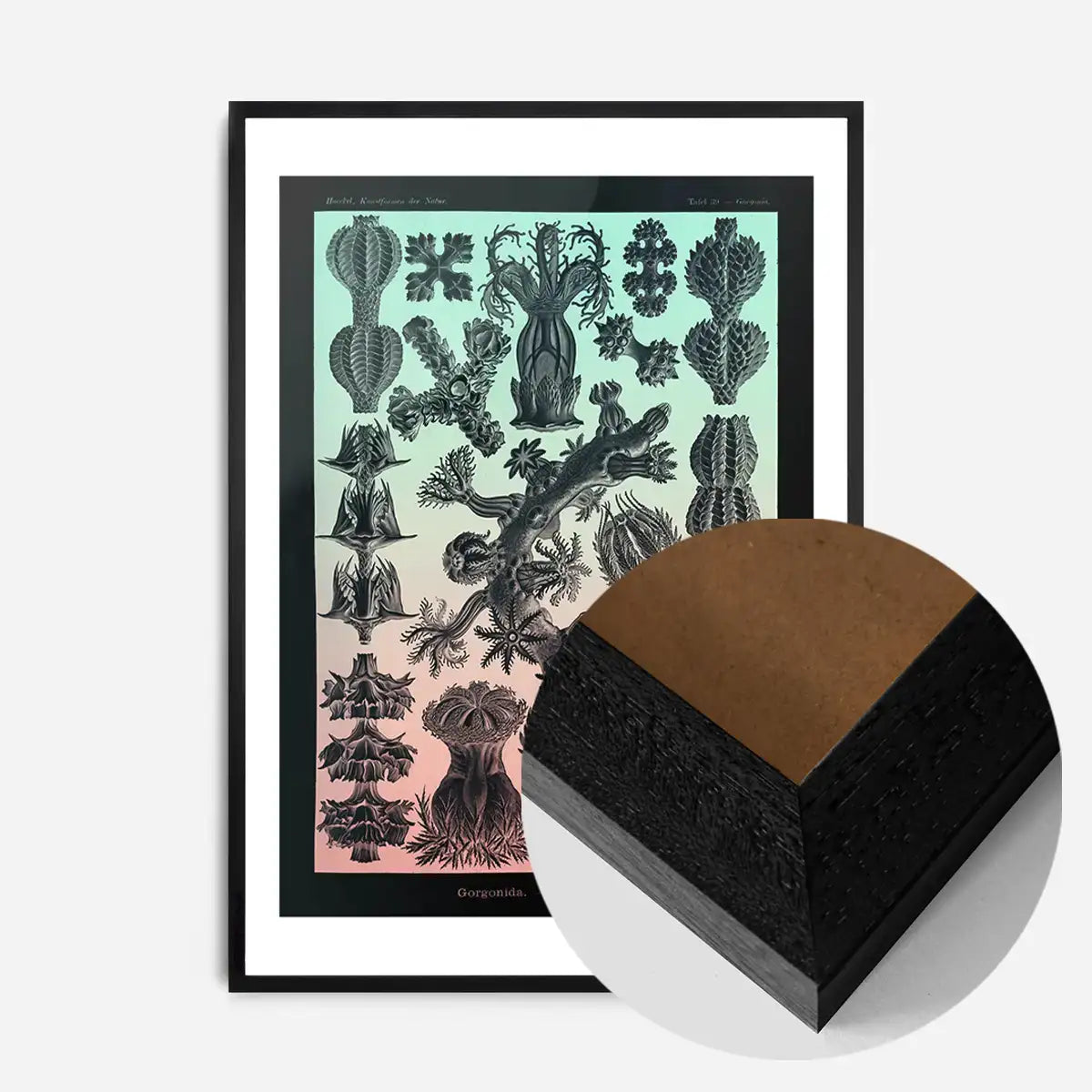 Corals Pink And Green Antique Print