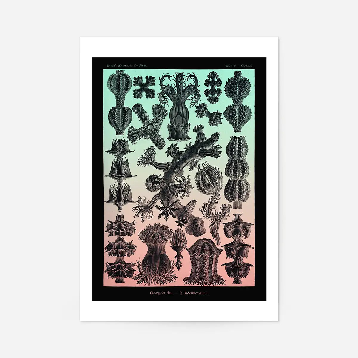 Corals Pink And Green Antique Print
