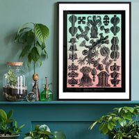 Corals Pink And Green Antique Print