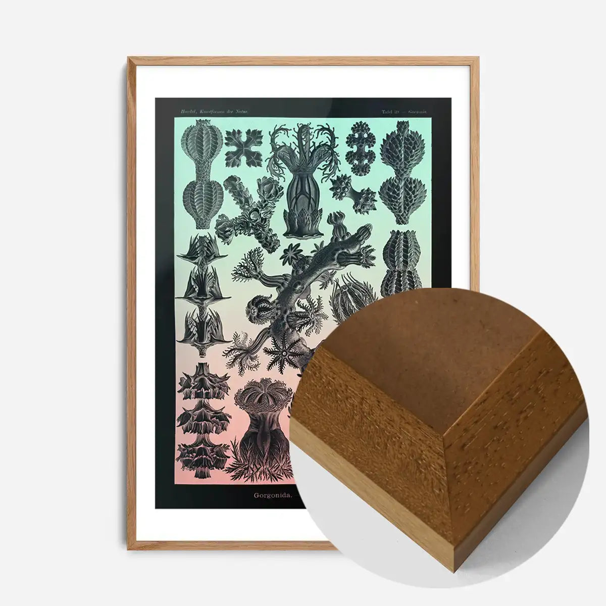 Corals Pink And Green Antique Print
