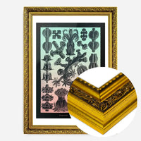 Corals Pink And Green Antique Print