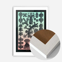 Corals Pink And Green Antique Print