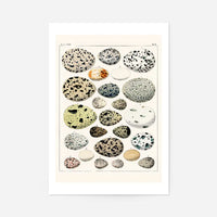 Speckled Eggs Vintage Antique Print