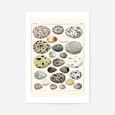Speckled Eggs Vintage Antique Print