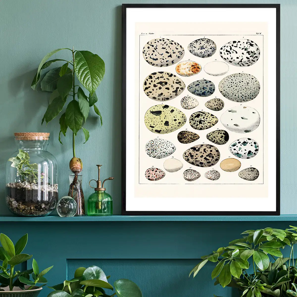 Speckled Eggs Vintage Antique Print