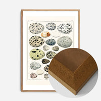 Speckled Eggs Vintage Antique Print
