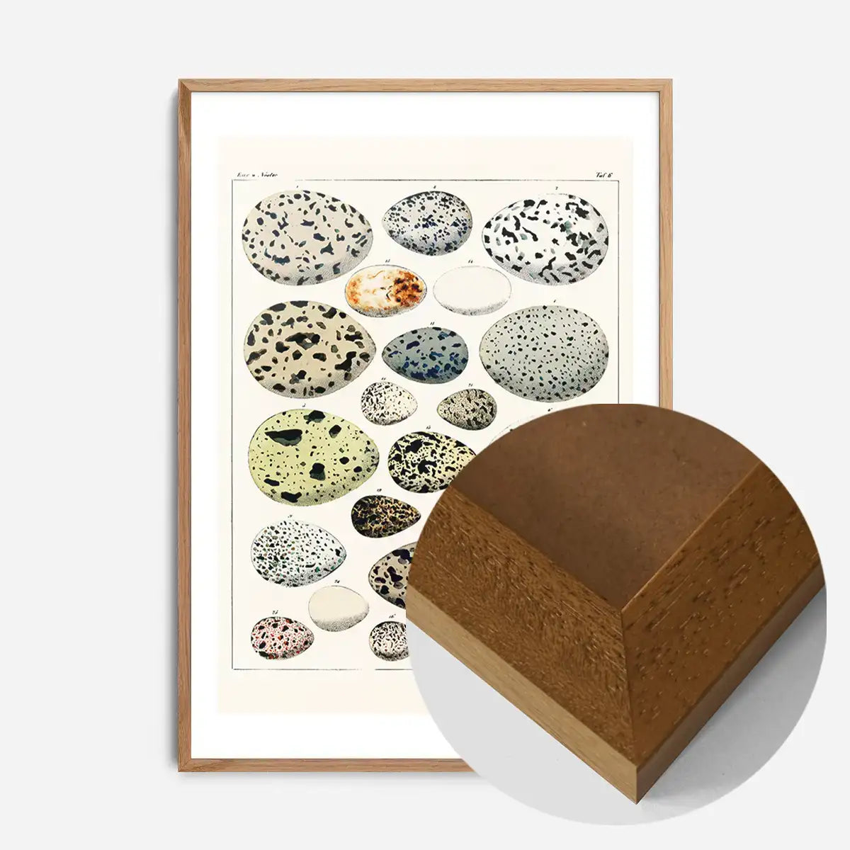 Speckled Eggs Vintage Antique Print