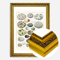 Speckled Eggs Vintage Antique Print
