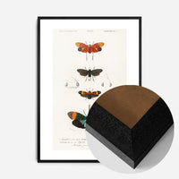Butterfly Diagram Vintage Antique Print