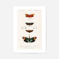 Butterfly Diagram Vintage Antique Print