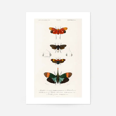 Butterfly Diagram Vintage Antique Print