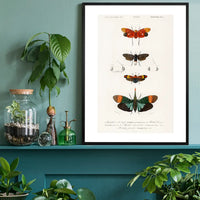 Butterfly Diagram Vintage Antique Print