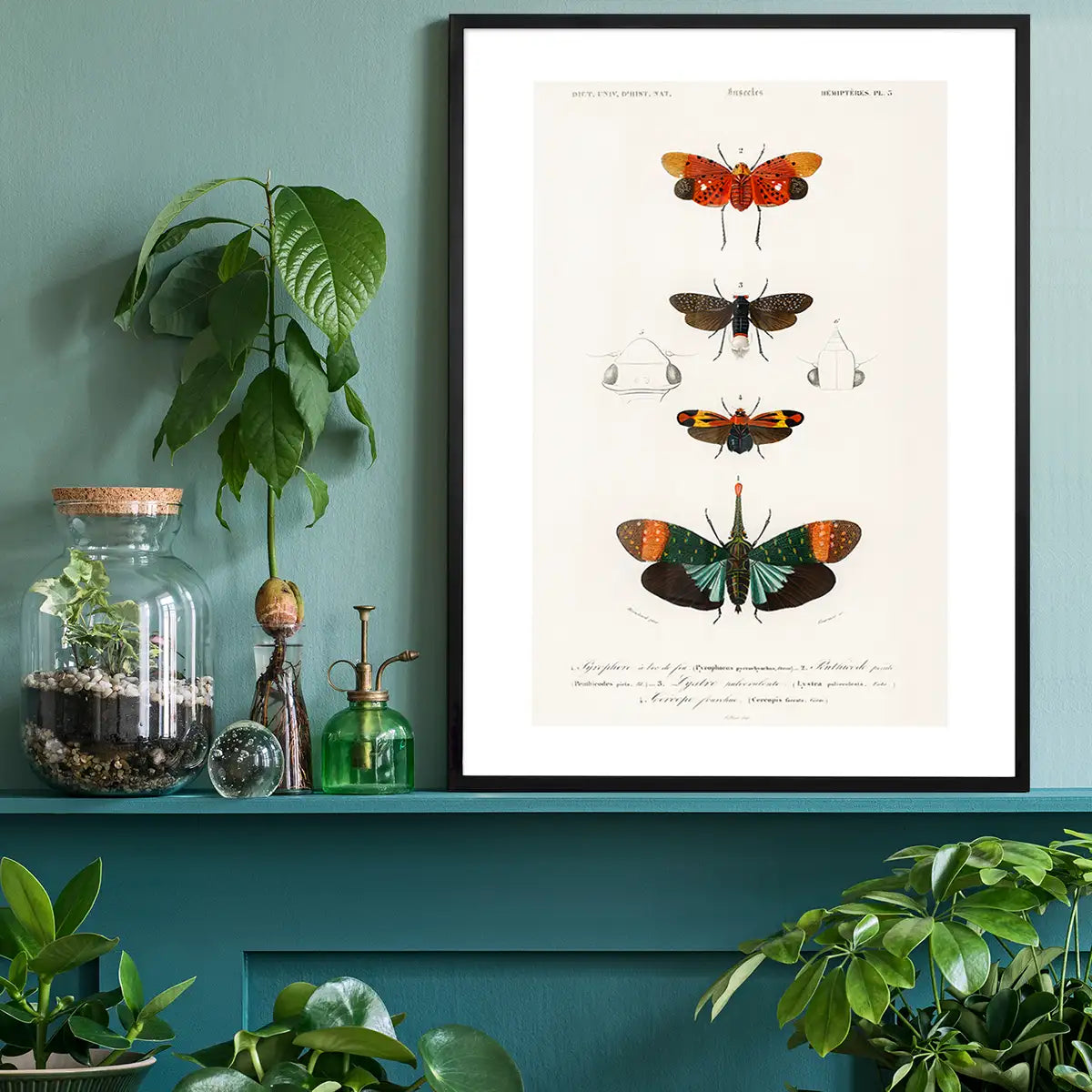 Butterfly Diagram Vintage Antique Print