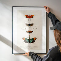 Butterfly Diagram Vintage Antique Print