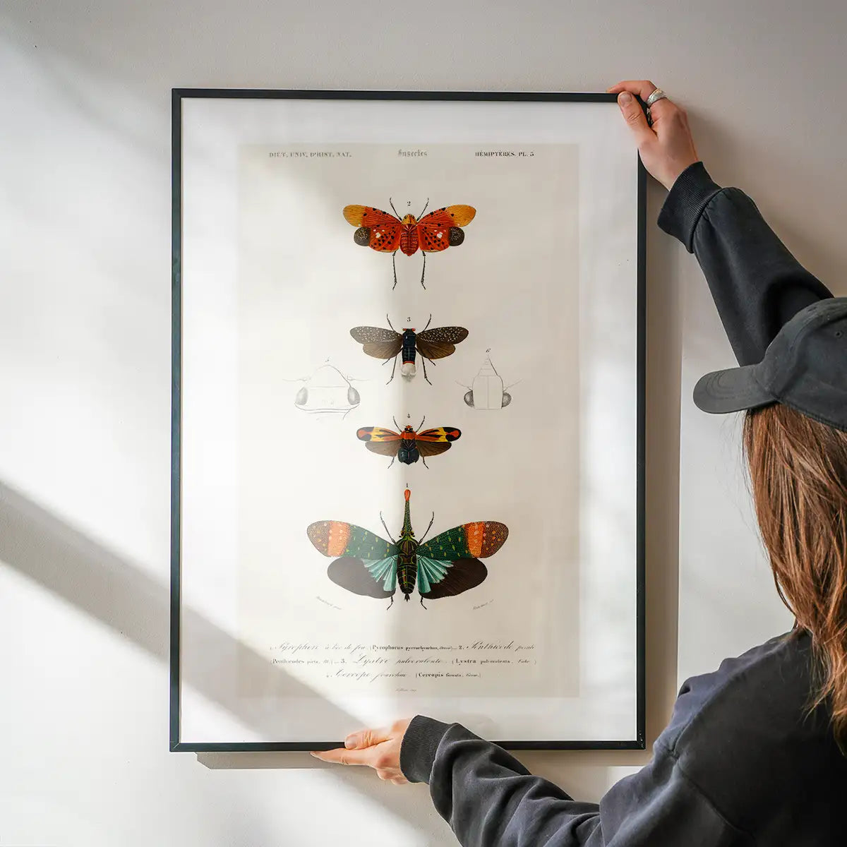 Butterfly Diagram Vintage Antique Print
